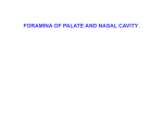 Foramina_of_Palate_and_Nasal_Cavity_2011