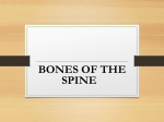 Spine Bony Anatomy