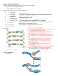 Section: The Structure of DNA Read each question, and answer