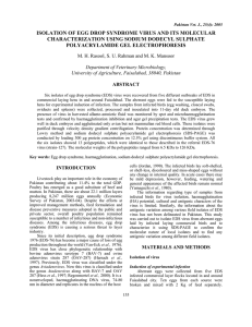 isolation of egg drop syndrome virus and its molecular