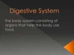 Digestive System