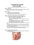 THE DIGESTIVE SYSTEM Topic 4: Secretion