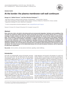 At the border: the plasma membrane–cell wall continuum