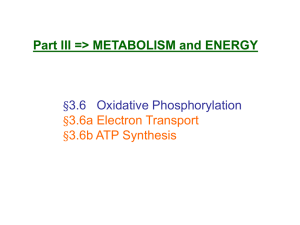 ATP Synthesis