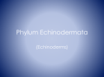 Phylum Echnodermata