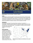 Lyme Disease - Mt. Lebanon