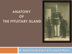 anatomy of the pituitary gland