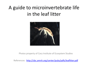 leaf_pack_invertebrates - Cary Institute of Ecosystem Studies