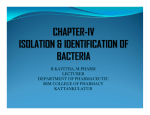 IDENTIFICATION OF BACTERIA