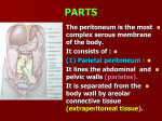 23 - peritoneum2009-01-27 10:5210.0 MB