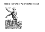 Fascia The Under Appreciated Tissue