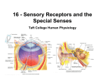 Sensory Receptors and the Special Senses