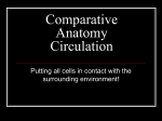 Comparative Anatomy Circulation