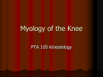 Myology of the Knee