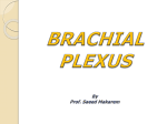 05-Brachial_Plexus2008-10-24 09:283.4 MB