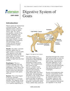 Digestive System of Goats - Alabama Cooperative Extension System