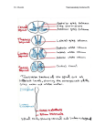 anterior spinothalamic tract.