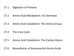 27.1 Digestion of Proteins 27.2 Amino Acid Metabolism: An