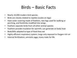 Birds * Basic Facts