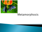 Metamorphosis - Science with Ms. Ras