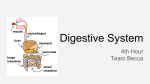 DigestiveSystem4thBecca