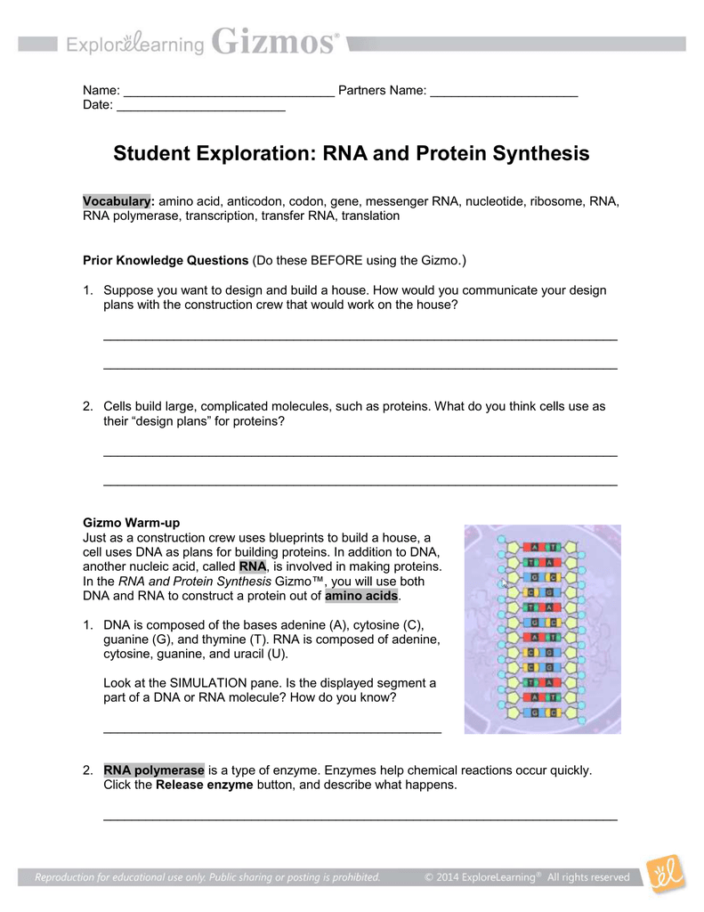 Rna And Protein Synthesis