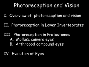 III. Photoreceptors in Protostomes