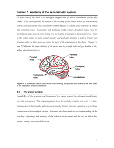 Section 1: Anatomy of the sensorimotor system