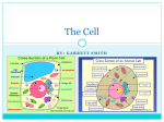 A cell is like a hotel
