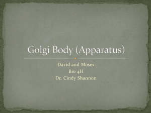 Golgi Body (Apparatus)