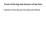 Anterior compartment of the leg