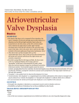 atrioventricular_valve_dysplasia