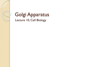 Lecture 10 golgi