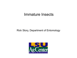 Immature Insects