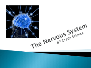 The Nervous System