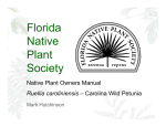 Ruellia caroliniensis - Florida Native Plant Society