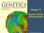 Chapter 13, Genetic Control of Development