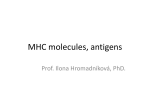 MHC antigeny