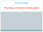5-Posterior Pituitary gland2017-02-06 01:111.2 MB