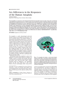 Sex Differences in the Responses of the Human