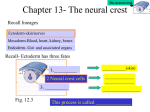 Chapter 13- The neural crest