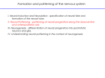 Formation and patterning of the nervous system