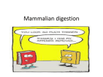 Mammalian digestion powerpoint File