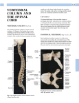 vertebral column and the spinal cord