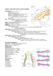 1 Anatomy - Upper Limb – Nerves, Vessels, Lymphatics