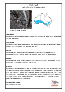 Black-eared Miner - Birdlife Australia