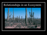 Feeding Relationships Within an Ecosystem