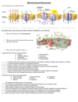 Diffusion/Osmosis/Homeostasis