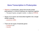 Gene Transcription in Prokaryotes