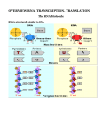 overview rna, transcription, translation